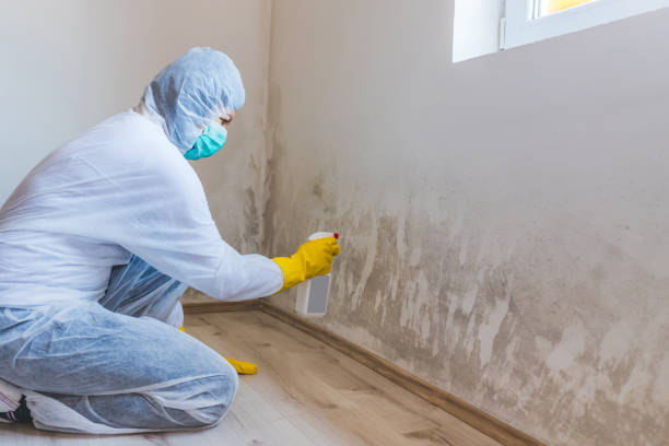 Licensed Attic Mold Remediation service in Trenton, FL - Car Mold Remediation