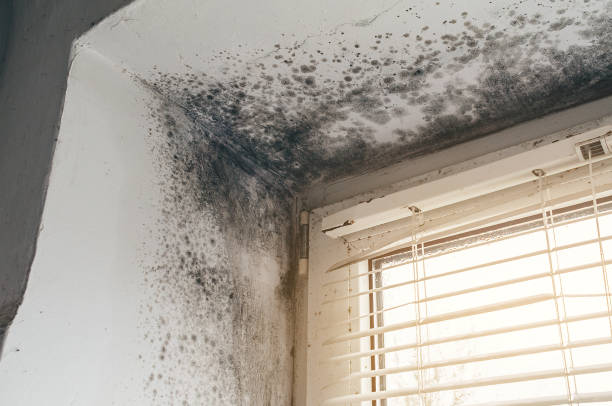 Affordable Attic Mold Remediation solutions in Trenton, FL
