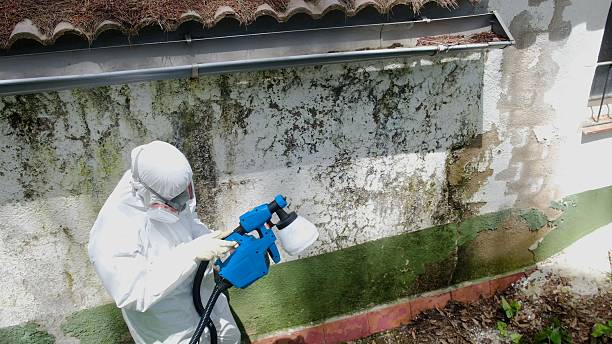 Top rated local Attic Mold Remediation specialists in Trenton, FL